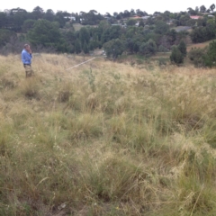 Poa labillardierei (Common Tussock Grass, River Tussock Grass) at Yass, NSW - 1 Feb 2018 by GeoffRobertson