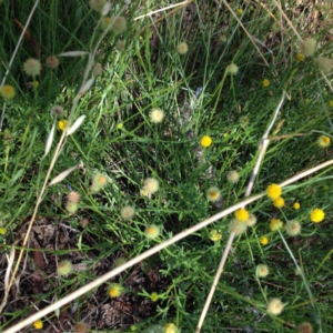 Calotis lappulacea at Yass, NSW - 1 Feb 2018