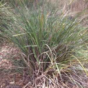 Lomandra longifolia at Yass, NSW - 1 Feb 2018 01:27 PM