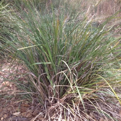 Lomandra longifolia (Spiny-headed Mat-rush, Honey Reed) at Yass, NSW - 1 Feb 2018 by GeoffRobertson