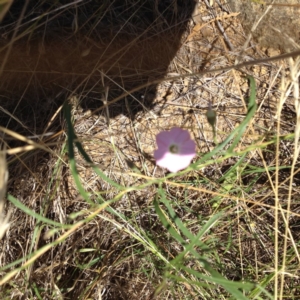 Convolvulus angustissimus subsp. angustissimus at Yass, NSW - 1 Feb 2018 12:24 PM