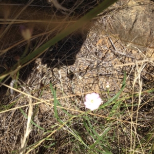 Convolvulus angustissimus subsp. angustissimus at Yass, NSW - 1 Feb 2018 12:24 PM