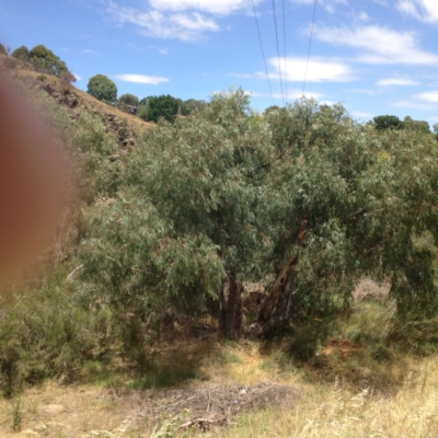 Eucalyptus camaldulensis subsp. camaldulensis (River Red Gum) at Yass, NSW - 1 Feb 2018 by GeoffRobertson