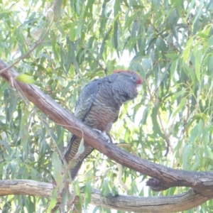 Callocephalon fimbriatum at Hughes, ACT - 1 Feb 2018