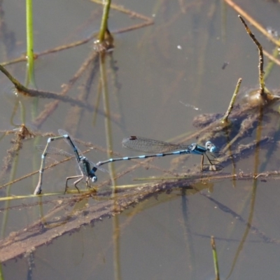 Austrolestes leda (Wandering Ringtail) at Belconnen, ACT - 19 Jan 2018 by KenT