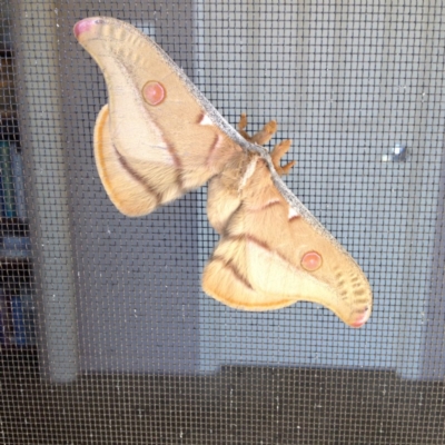 Opodiphthera eucalypti (Emperor Gum Moth) at Berridale, NSW - 11 Dec 2017 by GeoffRobertson