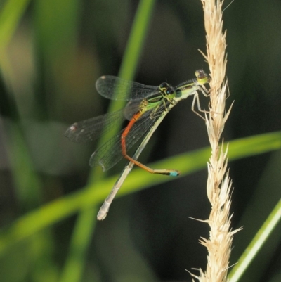 Ischnura aurora (Aurora Bluetail) at Belconnen, ACT - 20 Jan 2018 by KenT