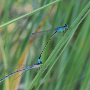 Ischnura heterosticta at Belconnen, ACT - 21 Jan 2018