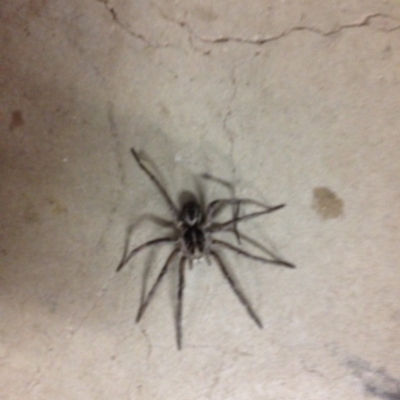 Lycosidae (family) (Wolf spider) at Berridale, NSW - 10 Dec 2017 by GeoffRobertson