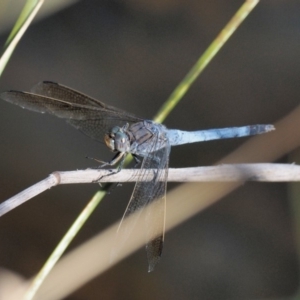 Orthetrum caledonicum at Belconnen, ACT - 20 Jan 2018 08:41 AM