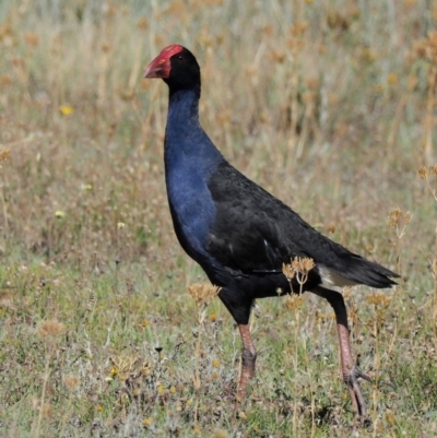 Porphyrio melanotus (Australasian Swamphen) at Belconnen, ACT - 19 Jan 2018 by KenT