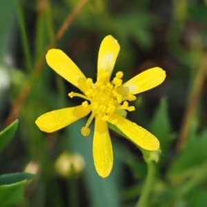 Ranunculus papulentus at Belconnen, ACT - 21 Jan 2018 07:07 AM