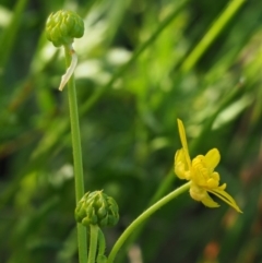 Ranunculus papulentus at Belconnen, ACT - 21 Jan 2018 07:07 AM