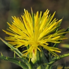 Carthamus lanatus (Saffron Thistle) at Belconnen, ACT - 21 Jan 2018 by KenT