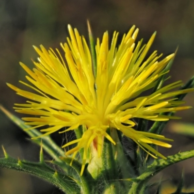 Carthamus lanatus (Saffron Thistle) at Belconnen, ACT - 21 Jan 2018 by KenT