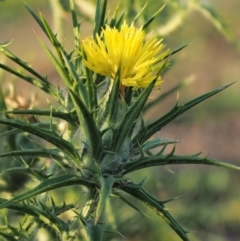 Carthamus lanatus at Belconnen, ACT - 21 Jan 2018