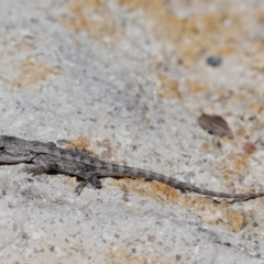 Amphibolurus muricatus (Jacky Lizard) at Gibraltar Pines - 10 Jan 2018 by KenT