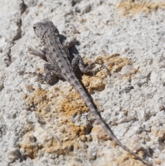 Amphibolurus muricatus at Paddys River, ACT - 11 Jan 2018