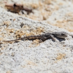 Amphibolurus muricatus at Paddys River, ACT - 11 Jan 2018