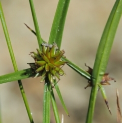 Cyperus sphaeroideus (Scented Sedge) at Paddys River, ACT - 28 Jan 2018 by KenT