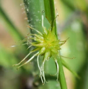 Cyperus sphaeroideus at Paddys River, ACT - 29 Jan 2018