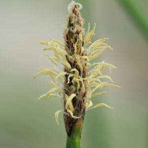 Eleocharis acuta at Paddys River, ACT - 11 Jan 2018