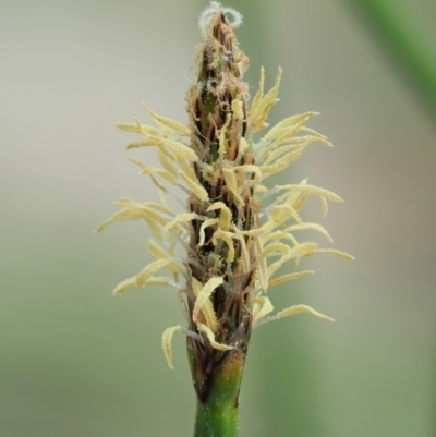 Eleocharis acuta (Common Spike-rush) at Paddys River, ACT - 10 Jan 2018 by KenT