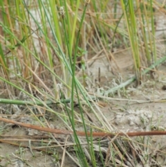 Eleocharis acuta at Paddys River, ACT - 11 Jan 2018