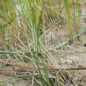 Eleocharis acuta at Paddys River, ACT - 11 Jan 2018