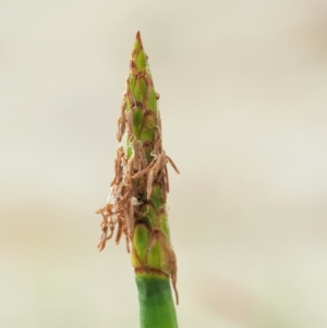 Eleocharis sphacelata at Tharwa, ACT - 11 Jan 2018 07:45 AM