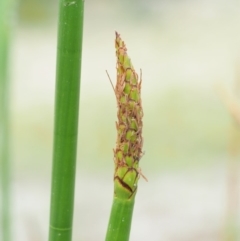 Eleocharis sphacelata at Tharwa, ACT - 11 Jan 2018 07:45 AM