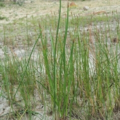 Eleocharis sphacelata at Tharwa, ACT - 11 Jan 2018