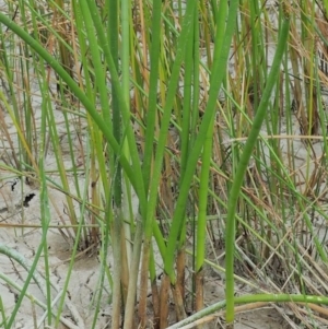 Eleocharis sphacelata at Tharwa, ACT - 11 Jan 2018 07:45 AM