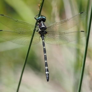 Eusynthemis guttata at Paddys River, ACT - 29 Jan 2018