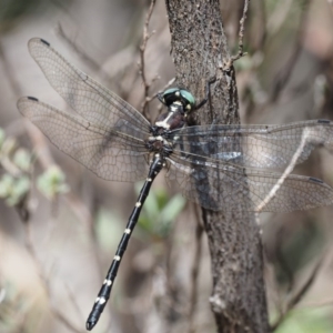 Eusynthemis guttata at Paddys River, ACT - 29 Jan 2018