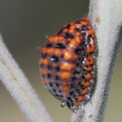 Icerya acaciae (Acacia mealy bug) at Paddys River, ACT - 29 Jan 2018 by KenT