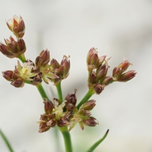 Juncus articulatus at Paddys River, ACT - 11 Jan 2018