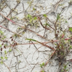 Juncus articulatus at Paddys River, ACT - 11 Jan 2018