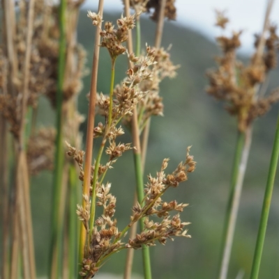 Juncus flavidus (Yellow Rush) at Paddys River, ACT - 10 Jan 2018 by KenT