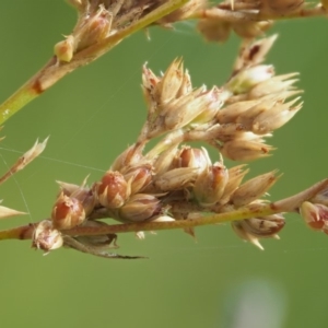 Juncus flavidus at Paddys River, ACT - 11 Jan 2018