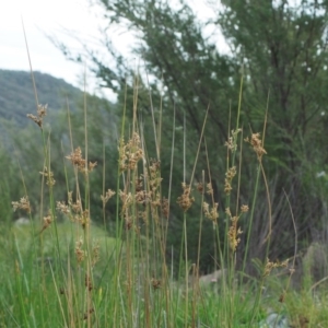 Juncus flavidus at Paddys River, ACT - 11 Jan 2018