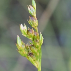 Juncus subsecundus (Finger Rush) at Paddys River, ACT - 29 Jan 2018 by KenT