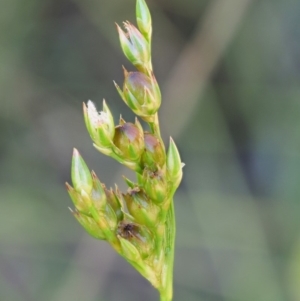 Juncus subsecundus at Paddys River, ACT - 29 Jan 2018