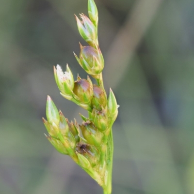 Juncus subsecundus (Finger Rush) at Paddys River, ACT - 29 Jan 2018 by KenT