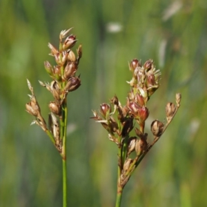 Juncus subsecundus at Paddys River, ACT - 29 Jan 2018