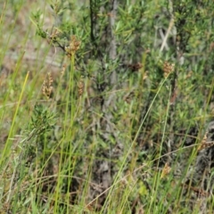 Juncus subsecundus at Paddys River, ACT - 29 Jan 2018