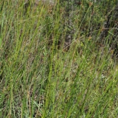 Juncus subsecundus at Paddys River, ACT - 29 Jan 2018