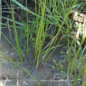 Juncus subsecundus at Paddys River, ACT - 29 Jan 2018