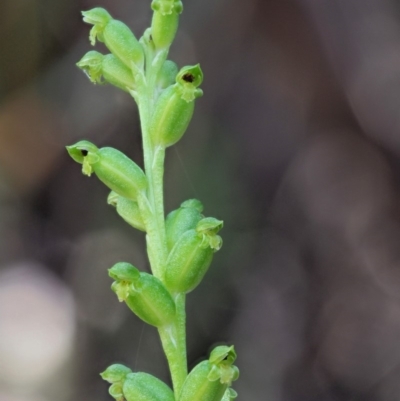 Microtis sp. aff. unifolia (Alpine onion orchid) at Paddys River, ACT - 29 Jan 2018 by KenT