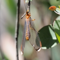Nymphes myrmeleonoides (Blue eyes lacewing) at Paddys River, ACT - 29 Jan 2018 by KenT